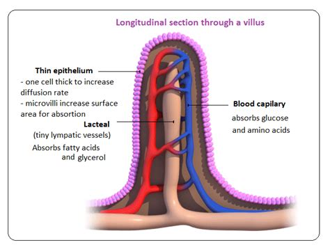 56 Absorption Small Intestine And Significance Of Villi Biology