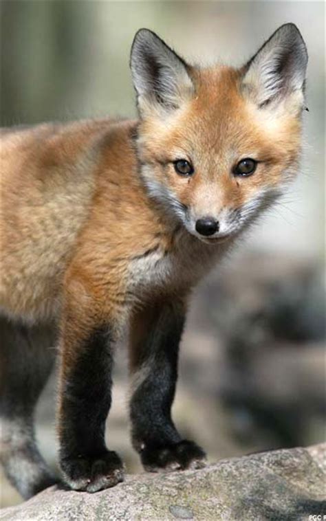 Mississippi State Land Mammal Red Fox