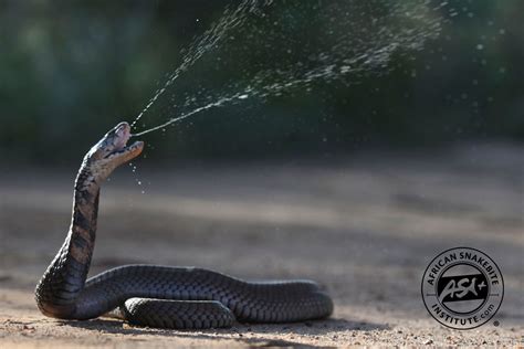 Spitting Cobra Attack