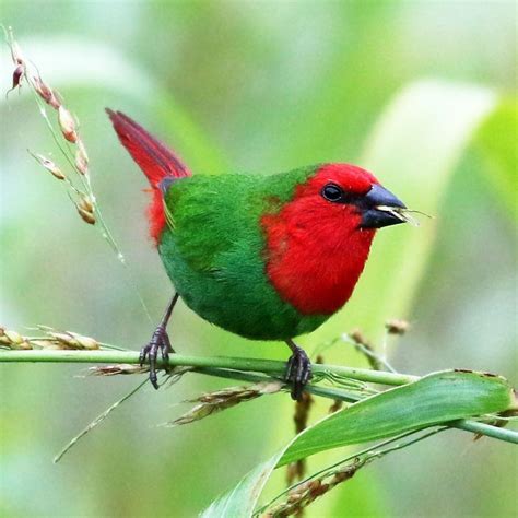 Red Throated Parrot Finchmutation Erythrura Psittacea