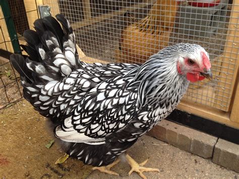 Silver Laced Wyandotte Gender Help Backyard Chickens Learn How To