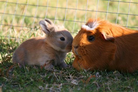 How To Care For Your Guinea Pig