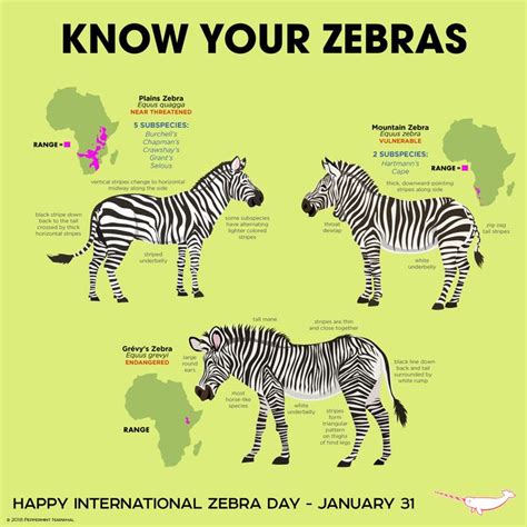 Pin By Ervin Quizon On Animal Art Zebras Animal Conservation Fun