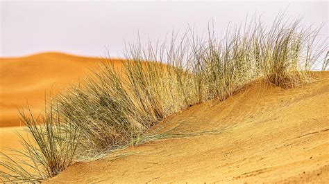 Grass In The Desert Sand Dunes Morocco Photograph By Stuart Litoff