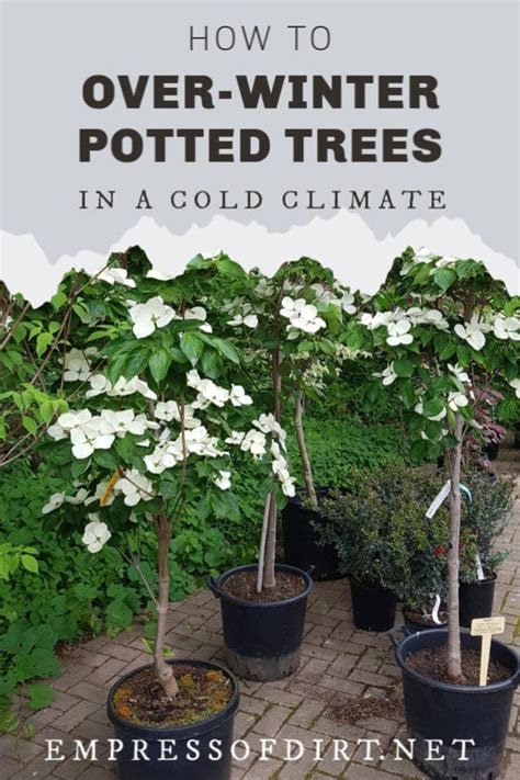 How To Overwinter Potted Trees In A Cold Climate Empress Of Dirt