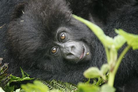 Uganda Gorillas Why You Need To Visit Them Gorilla Safari Experts