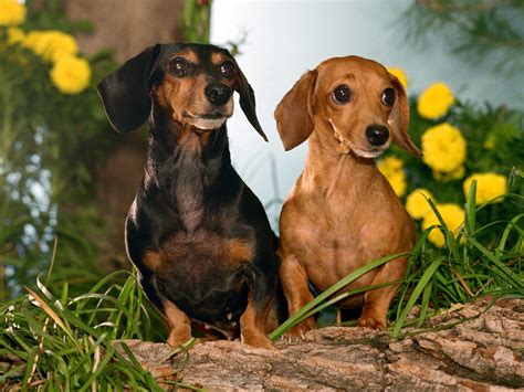 All List Of Different Dogs Breeds Dachshund Dog Small Dog Breed