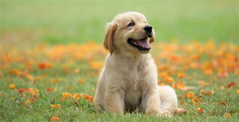 Top Ten Cutest Dog Breeds To Keep As Pets Dogexpress
