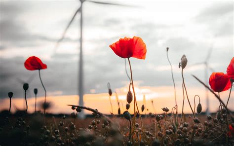 Download Wallpaper 2560x1600 Poppies Flowers Field Sunset Widescreen