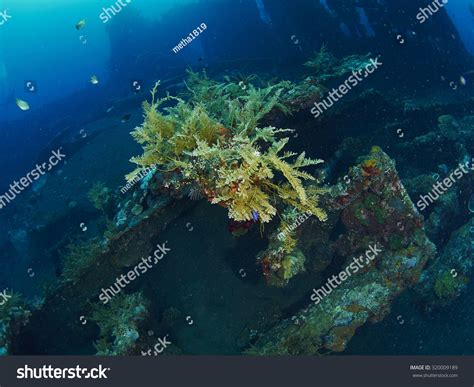 Tropical Coral Reef Fish Bali Indonesia Stock Photo
