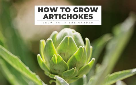 Top 10 What Does A Artichoke Plant Look Like