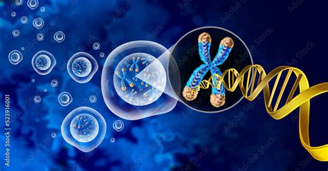 Chromosome And Cell Nucleus With Telomere And Dna Concept For A Human