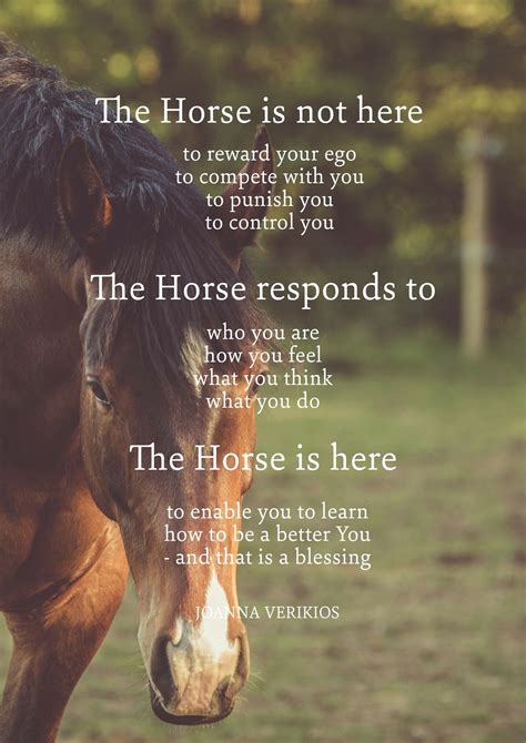 The True Lesson From The Horse Beautiful Horse Pictures Most