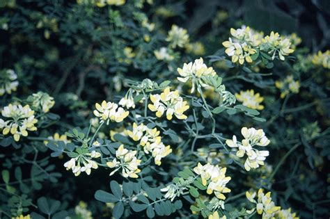 Coronilla Valentina Subsp Glauca Andcitrinaand Bastard Senna Andcitrina