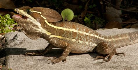 Brown Basilisk Facts And Pictures