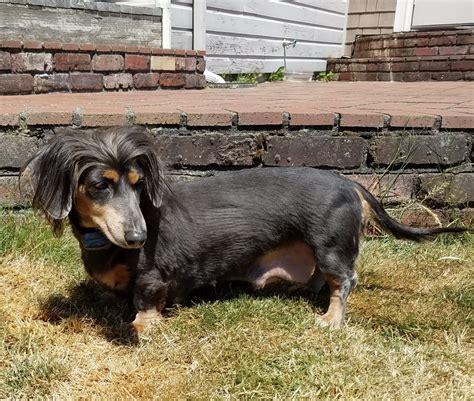 As puppies, doxies are eager for affection. Dachshund Puppies For Sale | Mount Vernon, WA #233381