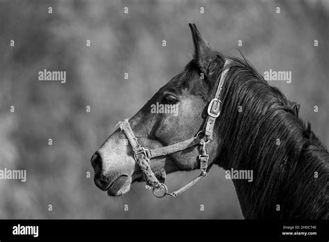 Grayscale Shot Of The Head Of A Beautiful Horse In The Farm Stock Photo