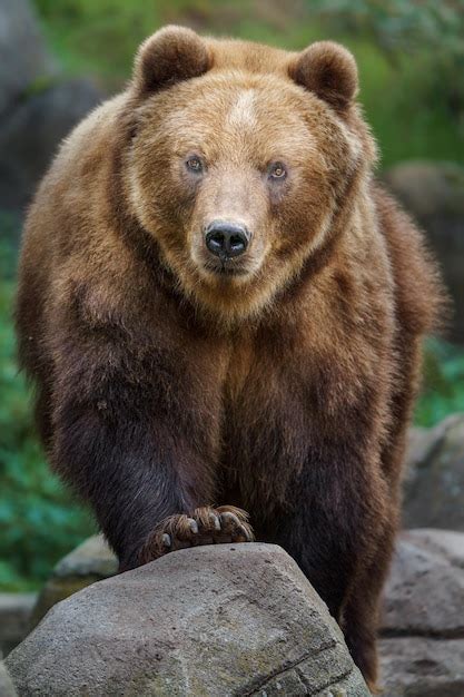 Premium Photo Kamchatka Brown Bear