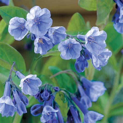 Spring Hill Nurseries Virgina Bluebells Mertensia Live