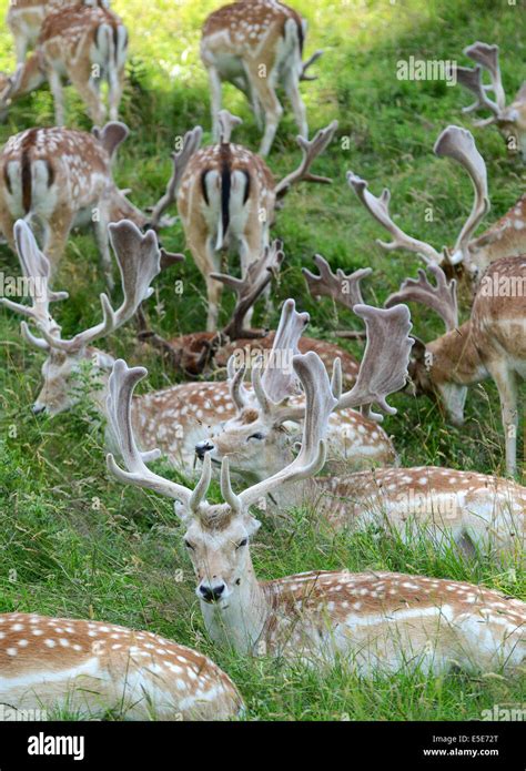 Fallow Deer Herd With New Antlers At Dyrham Park Gloucestershire Uk