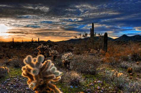 Fond Décran Arizona Cactus Nuage Des Nuages Cactus Lever Du
