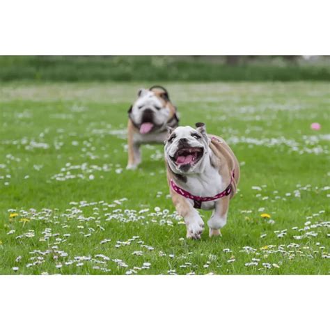 English Bulldog Skin Allergies Causes Symptoms And Treatment