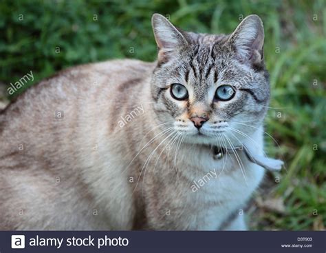 Grey And Black Tabby Cat With Pretty Blue Eyes Stock Photo
