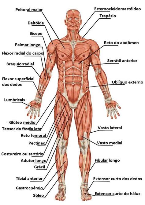 Sistema Muscular Estudos Anatomia Do Corpo Humano Anatomia Corpo Humano E Faculdade