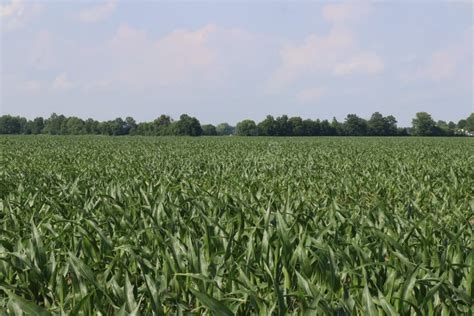 Small Town Ohio`s Corn Fields In Early Fall With The Young Corn Growth