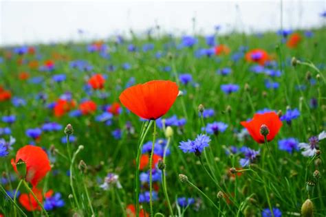 Images Gratuites La Nature Fleur Prairie Floraison été Printemps 4df