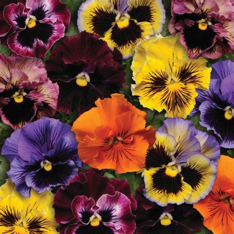 Frizzle Sizzle Pansy Seeds Flower Seeds From Kings Kings Seeds