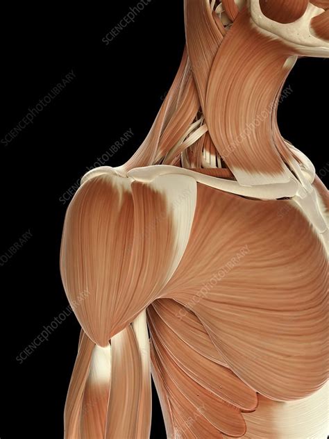 Names Of Human Muscles With Illustration Human Muscle Anatomy U002f