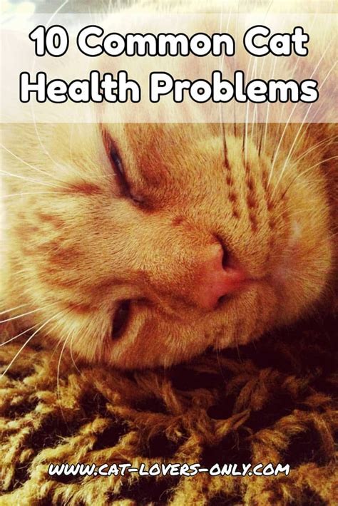 10 Common Cat Health Problems Click To See Details On Them All Cats