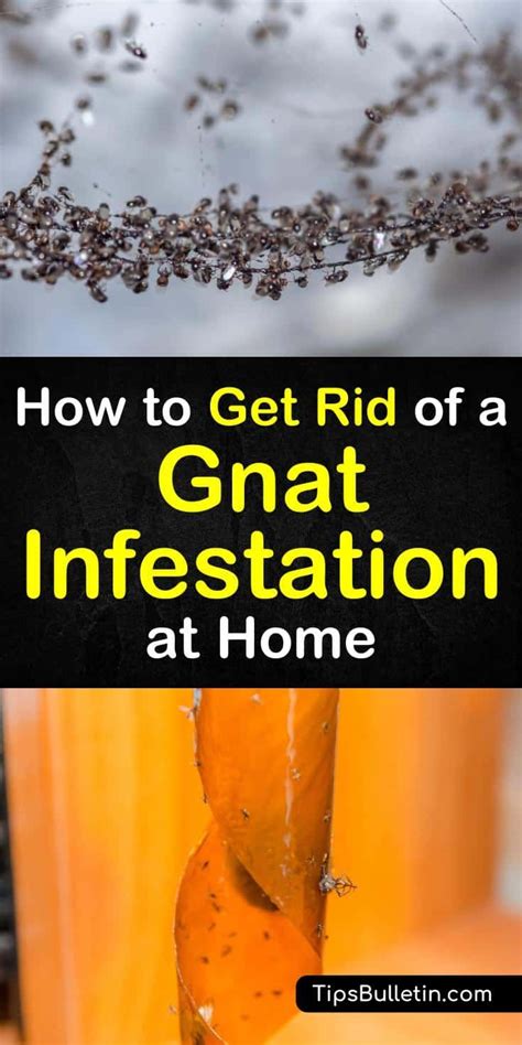 3 Fast And Easy Ways To Eliminate A Gnat Infestation How To Get Rid Of