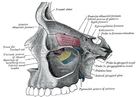 Nasal Bone Wikidoc