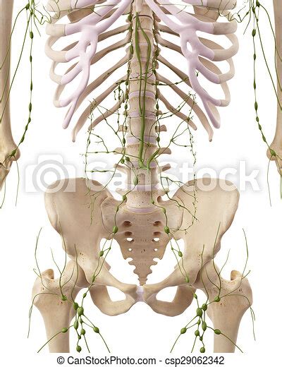 The Abdominal Lymph Nodes Medically Accurate Illustration Of The