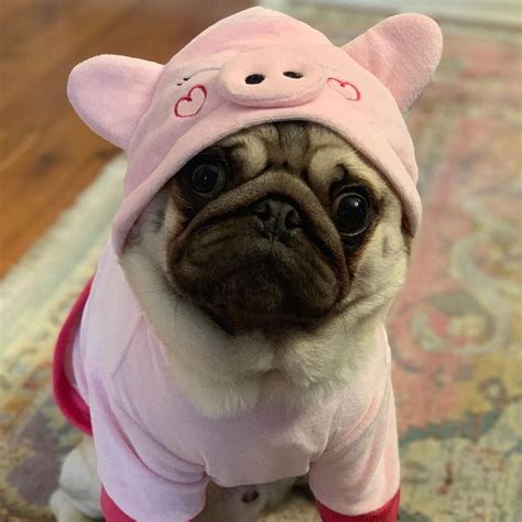 ️ Pug Crazy ️ For Allhailthemoose Iampugcrazy Puglove Puglife