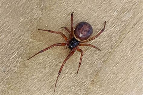 False Widow Spiders Known For Biting People While They Sleep Are On The