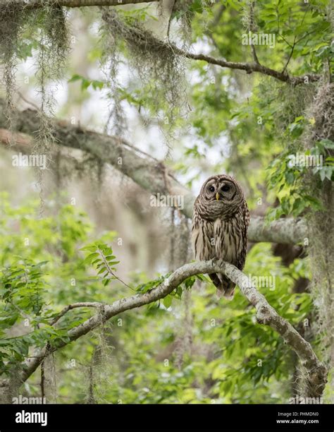 Barred Owl In Beautiful Scenery Stock Photo Alamy