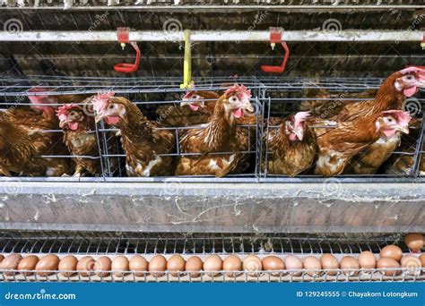 Multilevel Production Line Conveyor Production Line Of Chicken Eggs Of A Poultry Farm Stock