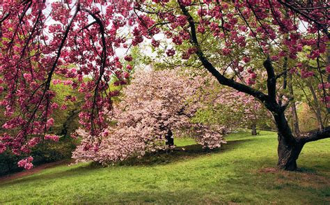 Cherry Blossom Canopy Photograph By Jessica Jenney