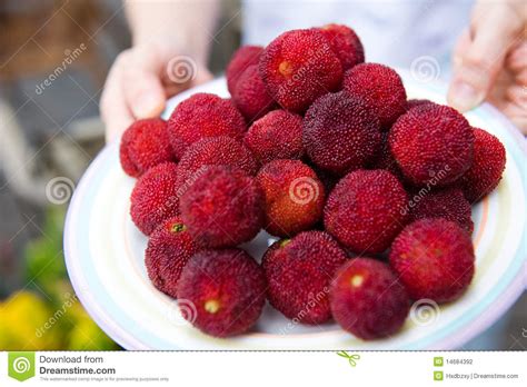 Waxberry Stock Photo Image Of Breakfast Isolated Berry 14684392