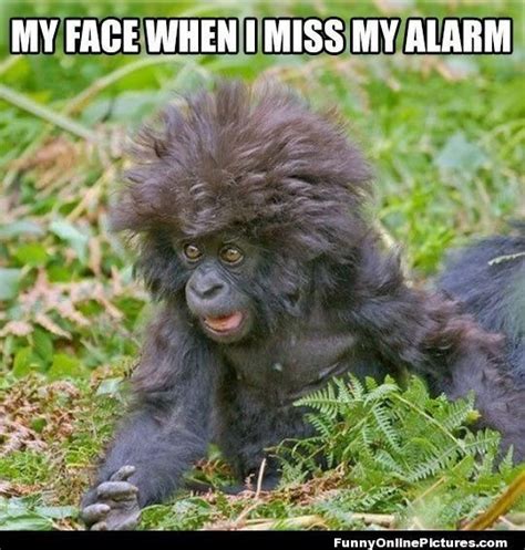 15 Hilarious Monkey Memes To Brighten Your Day Funny Monkey Pictures