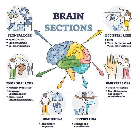 Brain Sections And Organ Part Functions In Labeled Anatomical Outline