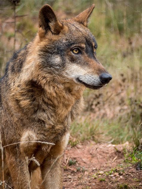 Iberian Wolf Portrait Stock Photo Containing Wolf And Wildlife Animal