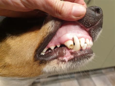 What Happens When A Dogs Tooth Breaks Off
