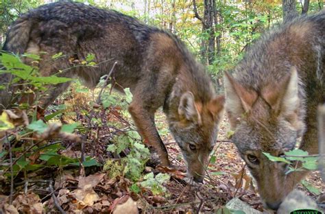 Two Coyotes Approach An Emammal Camera Trap In Virginia In October 2013