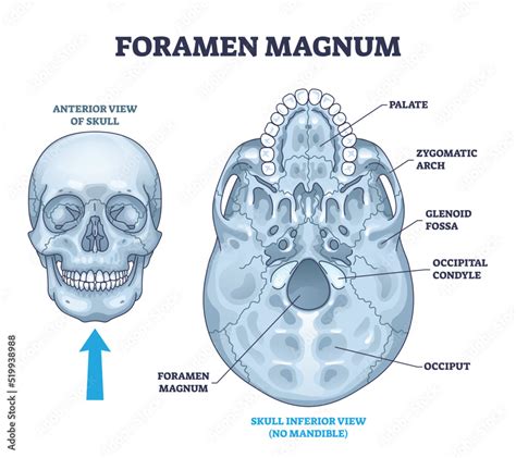 Obraz Foramen Magnum Skeletal Bone Hole In Human Skull Anatomy Outline