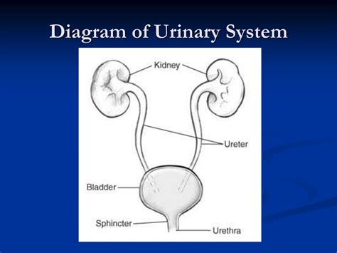 Ppt Urinary System Powerpoint Presentation Free Download Id9674038