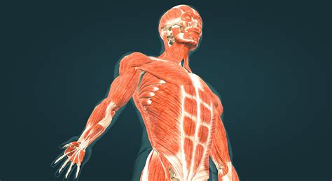 Mușchii Corpului Uman Animație 3d Predare și învățare Digitală Mozaik